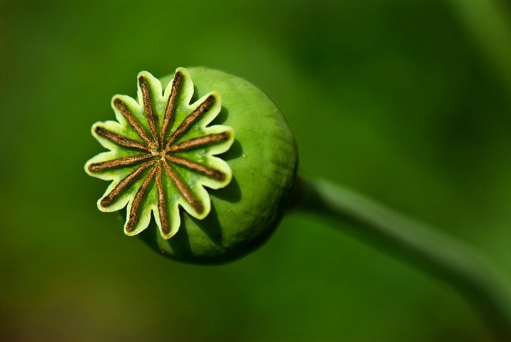 Poppy Bud