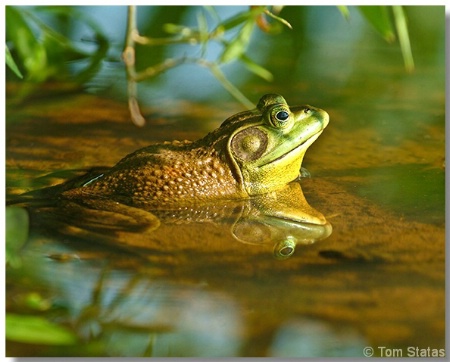 Frog Reflection