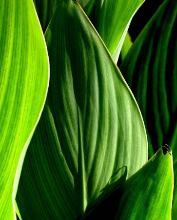 Green Leaves