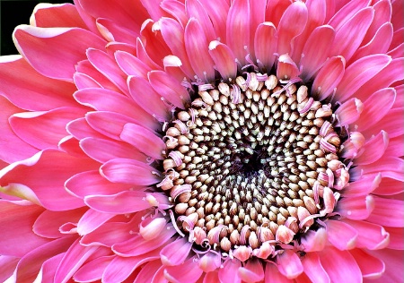 Gerbera Daisy