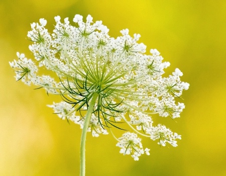 Nature's Lace Set in Gold