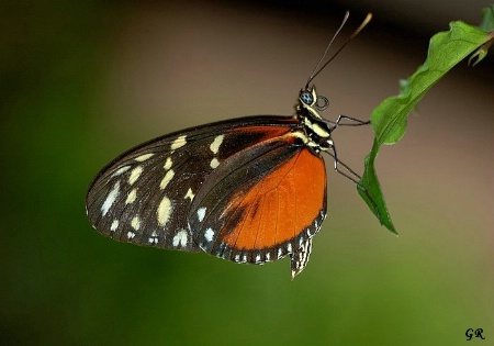 Longwing