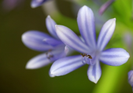 Blue Lily