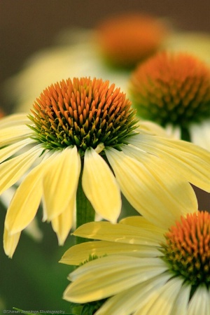 - Coneflowers -