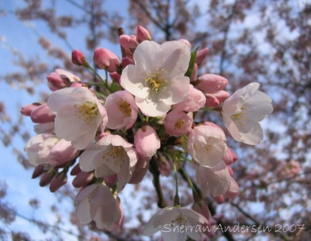 Blossoms