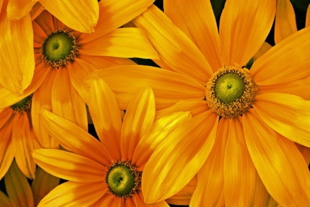 Green-eyed Susans