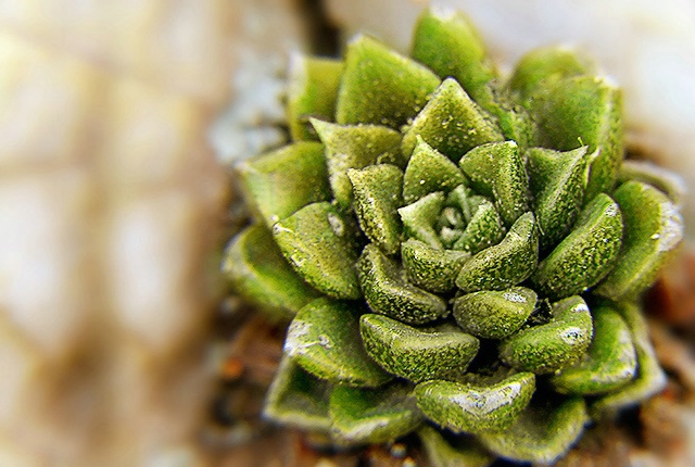 A flower in the stone