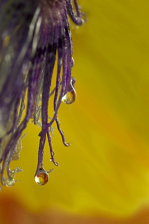 Passion Flower After the Rain