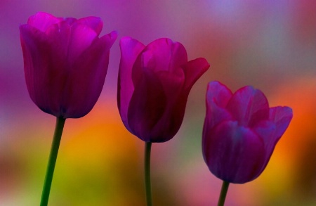 Three Tulips