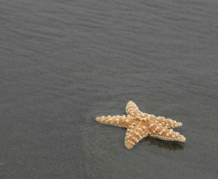 StarFish