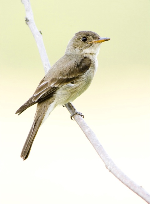 Least Flycatcher 