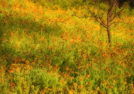 A Blanket of Blanket Flowers