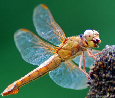 DRAGON FLY