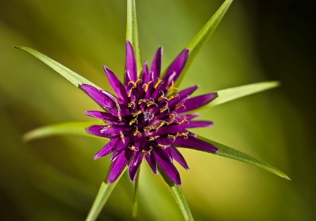 Purple Salsify