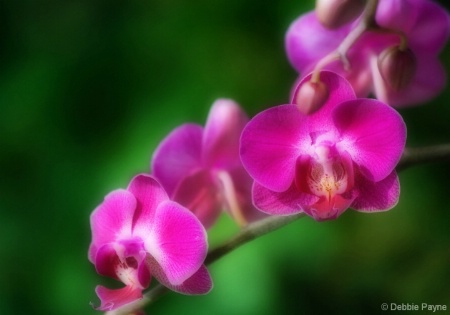 TRAIL OF ORCHIDS