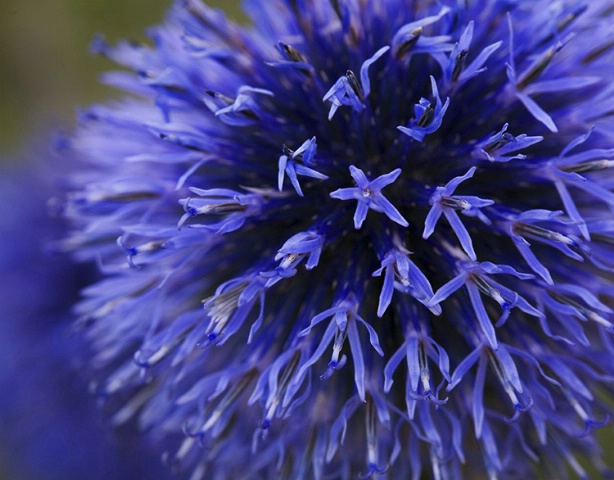 Blue Globe Thistle