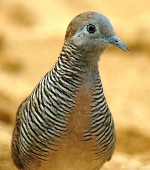 Beach Bird