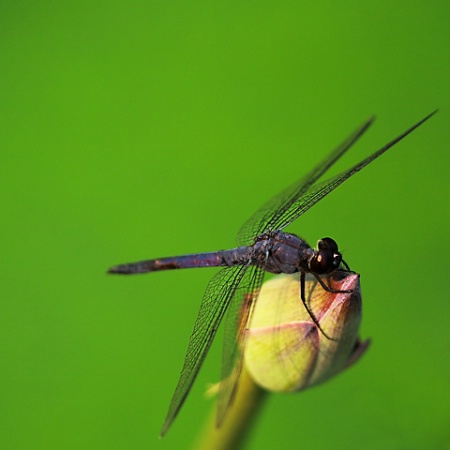 Perched in Isolation