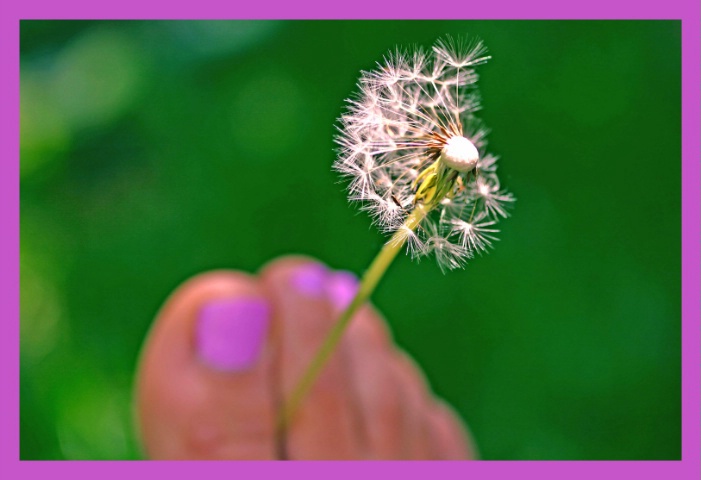 Dandelion Notecard