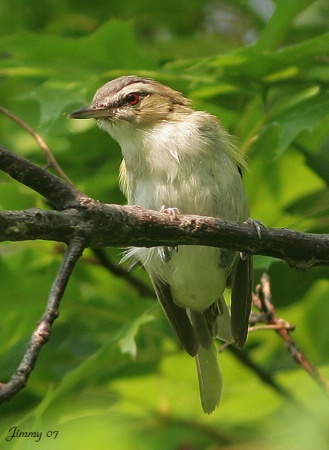 Red-eyed Vireo