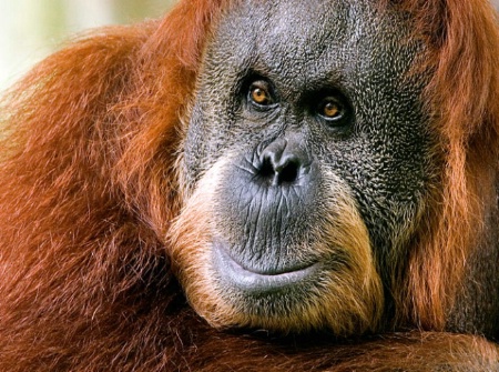 orang utan.