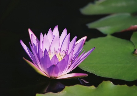 The Belle of the Pond 