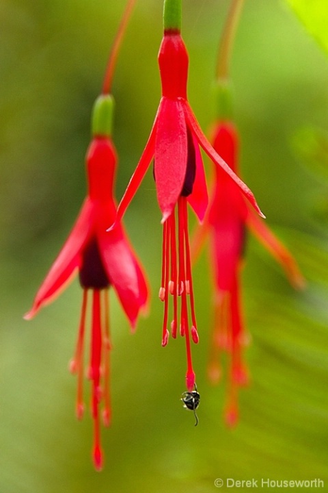 Deadly Fuchsia