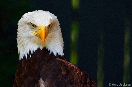 Bald Eagle 