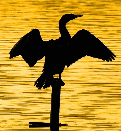 Cormorant at Sundown