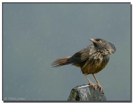 Enjoying The Rains