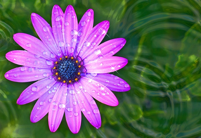 African Daisy Bejeweled