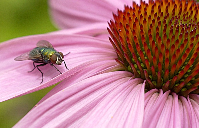 Purple cone flower fly