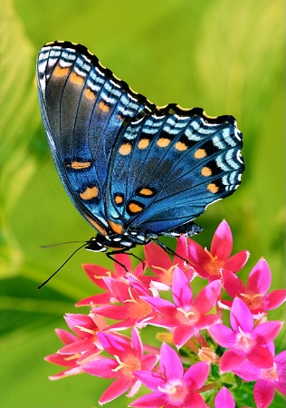 Red Spotted Purple