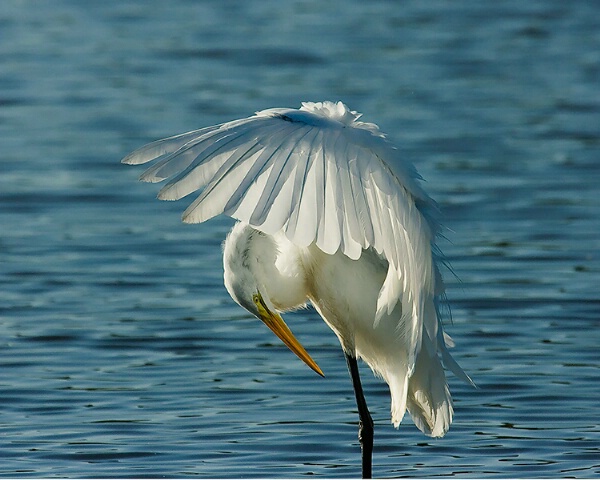 Natural Umbrella