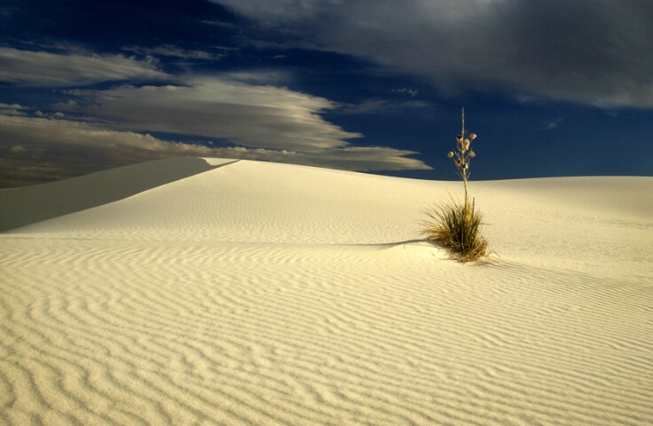 Lone Yucca