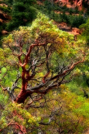 Secret Canyon AZ