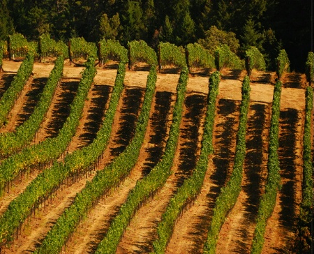 Fort Ross Vineyard