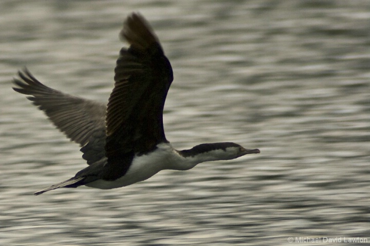 Cormorant in flight