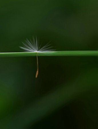 Dandy Hanger