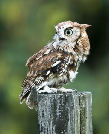 Screech Owl