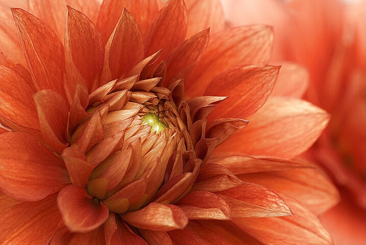 Dahlia