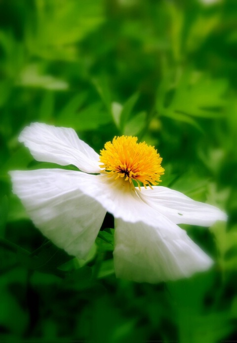 Garden Angel