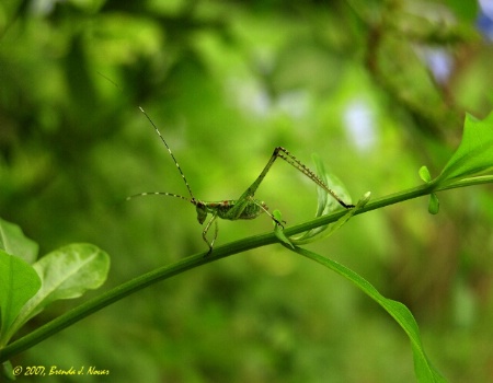 Katydid