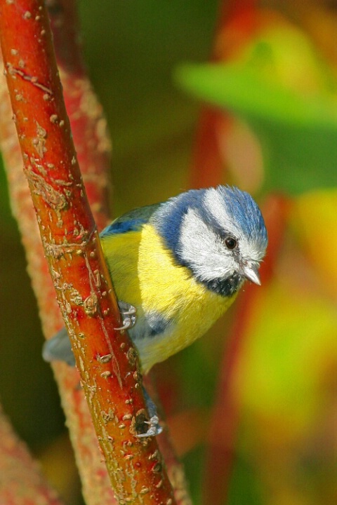 Blue Tit