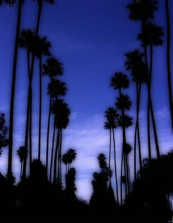 Palms