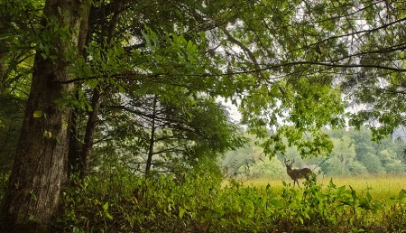 Framed Buck