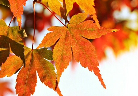 Maple glory