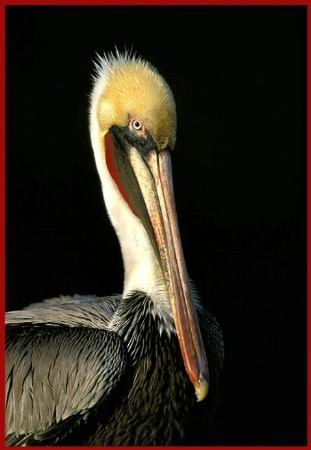 Brown Pelican