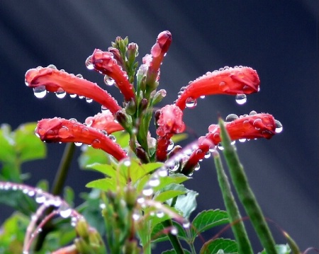 Rainy Day Flowers