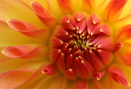 Orange Dahlia